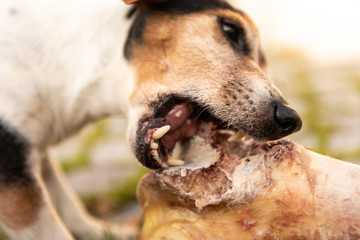 little cute dog eats a huge bone with meat and chew - Jack Russell Terrier 11 years old