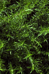 Garden juniper branches pattern on hot july sun