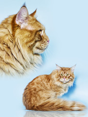 Maine Coon cat on a blue background