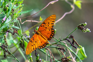 Gulf Fritillary Butterfly among wildflowers at the end of summer!