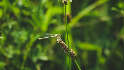 Libelle auf einen Graßhalm