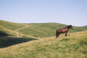 Horses in mountain pasture, Ukraine, Ivano-Frankivsk region, Verkhovyna district, Carpathians, Chernohora