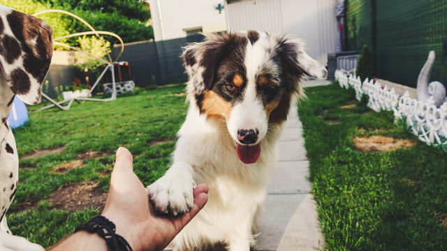 Australian Sheperd gibt Pfote