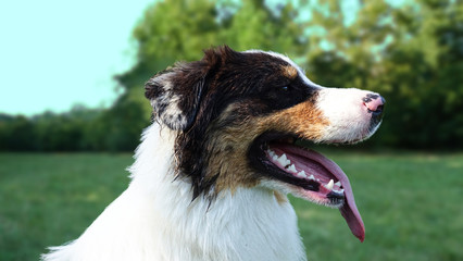 Fay Australian Shepherd