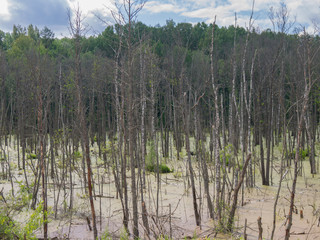 roadside swamp