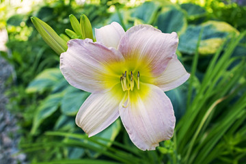 One big beautiful pink garden faded lily