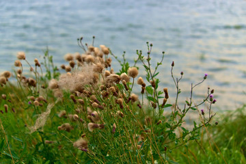 A bush with down flowers, blown away by the wind on the shore of the lake.