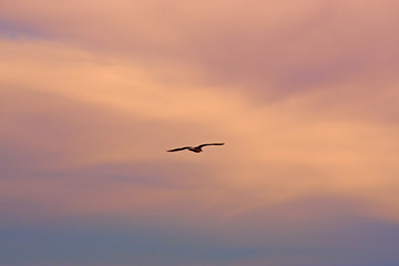 Purple sky at sunset.