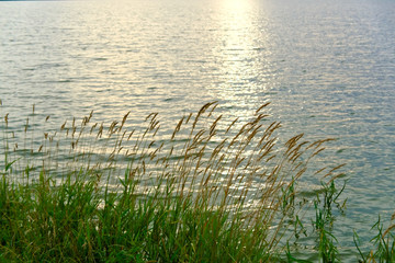 The coastal grass on the background of the lake.