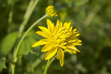 Big beautiful yellow fully faded garden flower