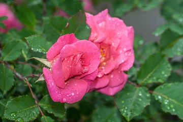 Rosenblüte mit Regentropfen nach einem Sommerregen