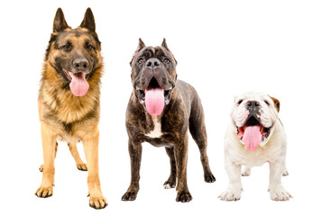Three dogs standing together, isolated on white background