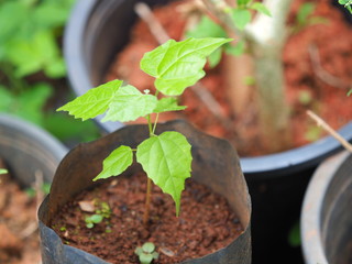 mulberry sapling  from seeding