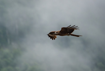 Wild nature of Altai mountains