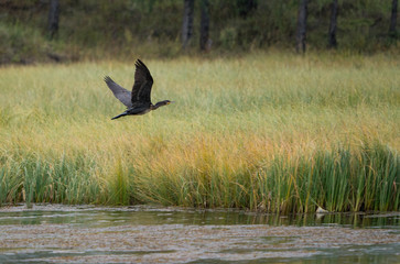 Wild nature of Altai mountains