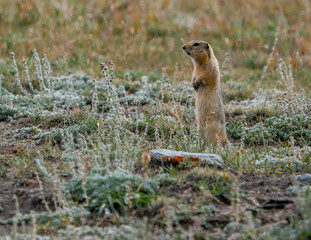 Wild nature of Altai mountains