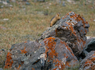 Wild nature of Altai mountains
