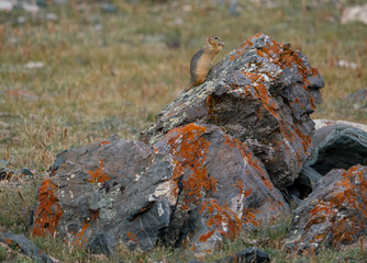Wild nature of Altai mountains