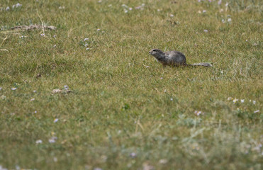 Wild nature of Altai mountains
