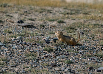 Wild nature of Altai mountains