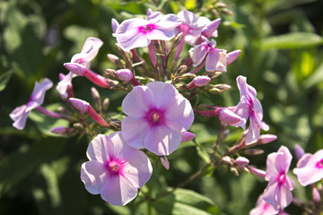 Beautiful faded pink cultivated phloxes on summer sun