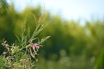 Coniferous branches of tamarix.