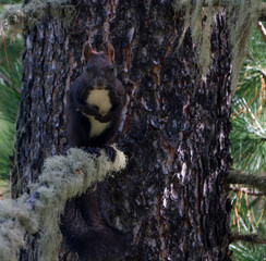 Wild nature of Altai mountains