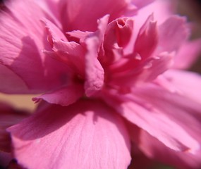 Pink Flower