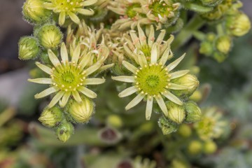 Blumen mit Regentropfen nach einem Sommerregen