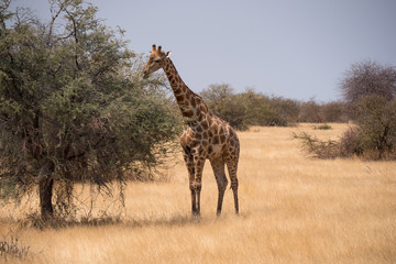 Giraffe in Etosha National Park, Namibia