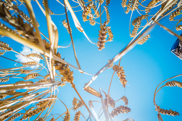 Wheat field. Shooting from the ground