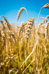 Wheat field. Ears of golden wheat close up.