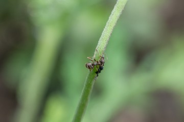 Ameisen und Blattläuse auf einem Blumenstiel im Garten