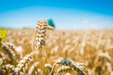 Wheat field. Ears of golden wheat close up.