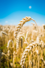 Wheat field. Ears of golden wheat close up.