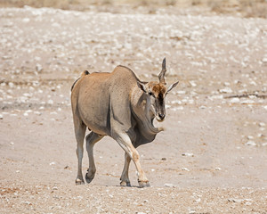 Eland Bull