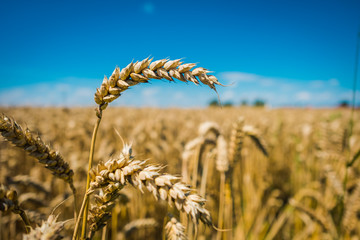 Wheat field. Ears of golden wheat close up.