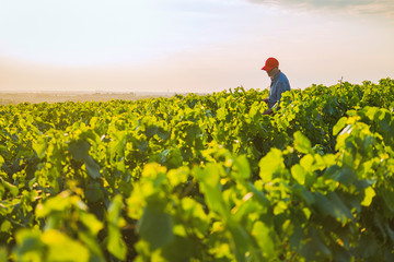 A french winegrower in his vines at sunset