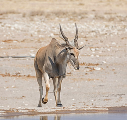 Eland Bull