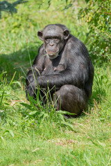 A singled isolated Chimpanzee in captivity.