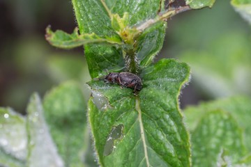 Schimmernder Käfer mit Wassertropfen auf dem Rücken