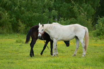 Obraz premium White mare with a brown foal in a meadow.