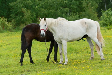 Obraz na płótnie Canvas White mare with a brown foal in a meadow.