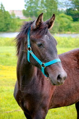 Obraz premium A beautiful brown foal.