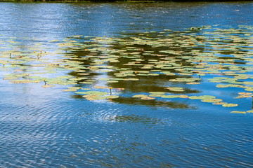 Water lilies on the surface of the lake.