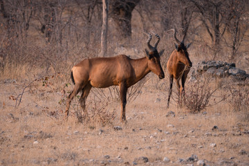 Red Hartebeest in Etosha National Park, Namibia