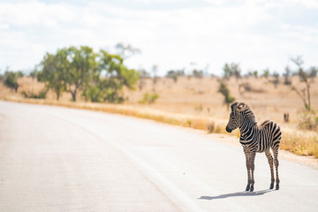 Zebra foal is crossing the road at Kruger Nationalpark, South Africa