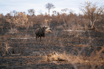 Wildebeest is standing in a burned vegetation after a planned wildfire at Kruger