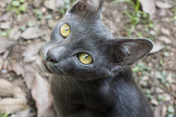 Grey cat looks up at the camera from the ground