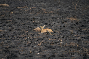 Steenbok is resting in the ashes after a planned wildfire at Kruger Nationalpark, South Africa